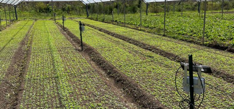 Agricoltura 4.0: più efficiente e sostenibile con una serra Smart
